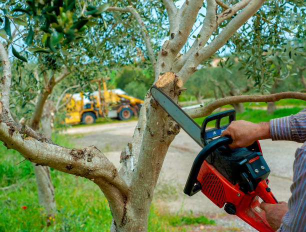 Best Tree Branch Trimming  in Staic, CA